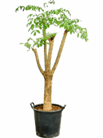 Heteropanax Chinensis D 45 H 175 cm - PlantenShop24 - 01-05-2025