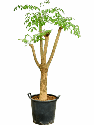 Heteropanax Chinensis D 45 H 175 cm - PlantenShop24 - 01-05-2025