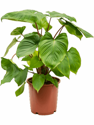 Homalomena Rubescens Maggy D 24 H 75 cm - PlantenShop24 - 20-05-2025