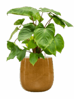 Homalomena Rubescens Maggy In Balloon D 24 H 74 cm - PlantenShop24 - 21-05-2025
