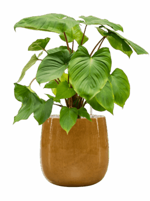 Homalomena Rubescens Maggy In Balloon D 24 H 74 cm - PlantenShop24 - 21-05-2025