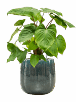 Homalomena Rubescens Maggy In Balloon D 24 H 74 cm - PlantenShop24 - 21-05-2025