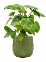 Homalomena Rubescens Maggy In Balloon D 24 H 74 cm - PlantenShop24 - 21-05-2025