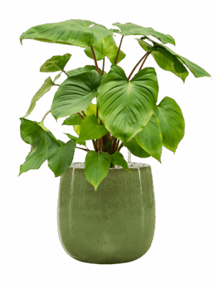 Homalomena Rubescens Maggy In Balloon D 24 H 74 cm - PlantenShop24 - 21-05-2025