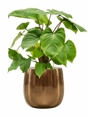Homalomena Rubescens Maggy In Balloon D 24 H 74 cm - PlantenShop24 - 21-05-2025