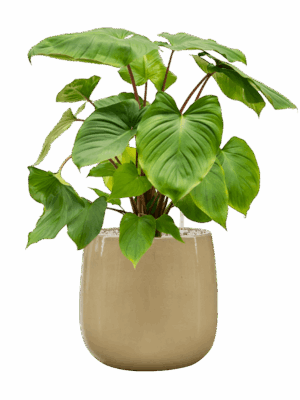Homalomena Rubescens Maggy In Balloon D 24 H 74 cm - PlantenShop24 - 21-05-2025