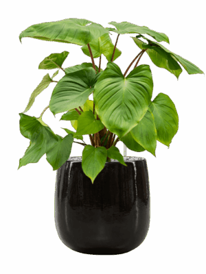 Homalomena Rubescens Maggy In Balloon D 24 H 74 cm - PlantenShop24 - 21-05-2025