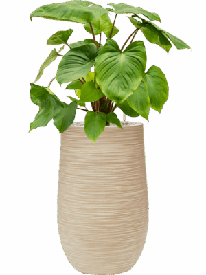 Homalomena Rubescens Maggy In Baq Dune D 24 H 98 cm - PlantenShop24 - 21-05-2025