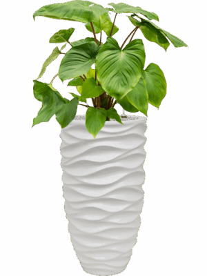 Homalomena Rubescens Maggy In Baq Luxe Lite Glossy Sea D 24 H 103 cm - PlantenShop24 - 21-05-2025