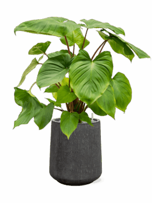 Homalomena Rubescens Maggy In Baq Raindrop D 24 H 103 cm - PlantenShop24 - 21-05-2025