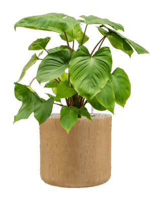 Homalomena Rubescens Maggy In Baq Raindrop D 24 H 75 cm - PlantenShop24 - 21-05-2025
