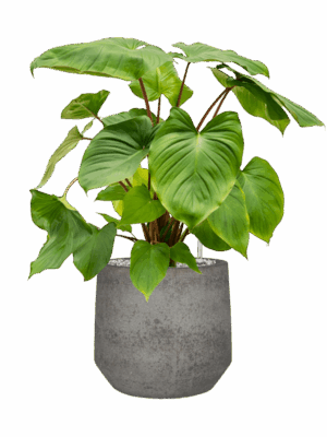 Homalomena Rubescens Maggy In Cement & Stone D 24 H 71 cm - PlantenShop24 - 21-05-2025