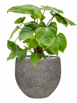 Homalomena Rubescens Maggy In Cement & Stone D 24 H 78 cm - PlantenShop24 - 21-05-2025