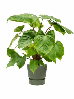 Homalomena Rubescens Maggy In Greenville D 24 H 89 cm - PlantenShop24 - 21-05-2025