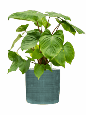 Homalomena Rubescens Maggy In Plain Striped D 24 H 70 cm - PlantenShop24 - 21-05-2025