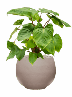 Homalomena Rubescens Maggy In Rotunda Urban D 24 H 73 cm - PlantenShop24 - 21-05-2025
