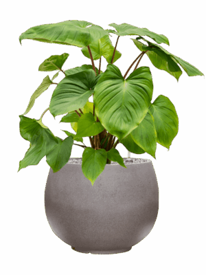 Homalomena Rubescens Maggy In Rotunda Urban D 24 H 73 cm - PlantenShop24 - 21-05-2025