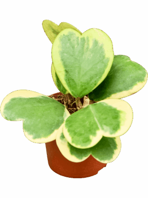 Hoya Kerrii Variegata D 9 H 20 cm - PlantenShop24 - 21-05-2025