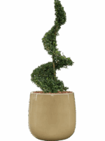 Ilex Crenata Dark Green In Balloon D 30 H 120 cm - PlantenShop24 - 13-05-2025