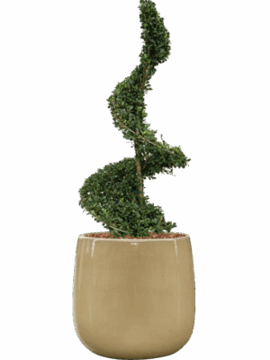 Ilex Crenata Dark Green In Balloon D 30 H 120 cm - PlantenShop24 - 13-05-2025