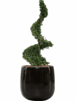 Ilex Crenata Dark Green In Balloon D 30 H 121 cm - PlantenShop24 - 13-05-2025