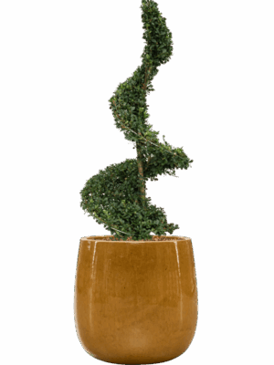 Ilex Crenata Dark Green In Balloon D 30 H 121 cm - PlantenShop24 - 13-05-2025