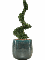 Ilex Crenata Dark Green In Balloon D 30 H 121 cm - PlantenShop24 - 13-05-2025