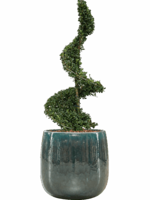 Ilex Crenata Dark Green In Balloon D 30 H 121 cm - PlantenShop24 - 13-05-2025