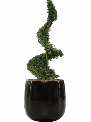 Ilex Crenata Dark Green In Balloon D 30 H 121 cm - PlantenShop24 - 13-05-2025