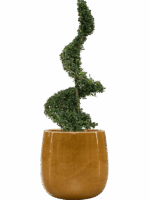 Ilex Crenata Dark Green In Balloon D 30 H 121 cm - PlantenShop24 - 27-05-2025