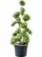 Ilex Crenata Kinme D 55 H 210 cm - PlantenShop24 - 15-05-2025