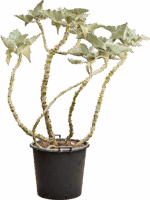 Kalanchoe Beharensis D 55 H 170 cm - PlantenShop24 - 22-05-2025