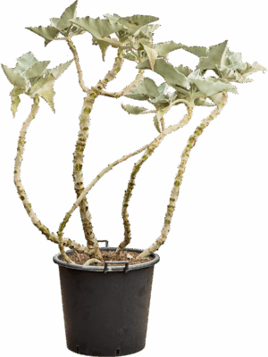 Kalanchoe Beharensis D 55 H 170 cm - PlantenShop24 - 22-05-2025