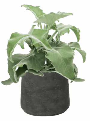 Kalanchoe Beharensis In Rough D 19 H 44 cm - PlantenShop24 - 26-05-2025