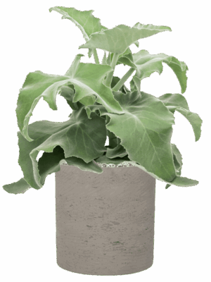 Kalanchoe Beharensis In Rough D 19 H 45 cm - PlantenShop24 - 19-05-2025
