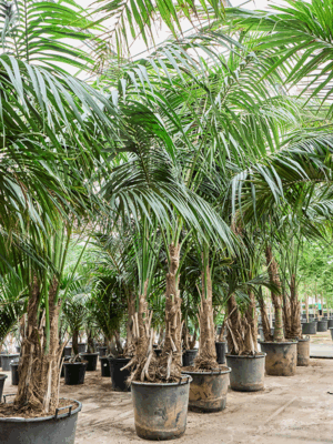 Kentia Howea Forsteriana D 55 H 400 cm - PlantenShop24 - 20-05-2025