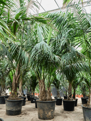 Kentia Howea Forsteriana D 60 H 350 cm - PlantenShop24 - 20-05-2025