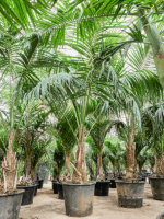 Kentia Howea Forsteriana D 62 H 390 cm - PlantenShop24 - 20-05-2025