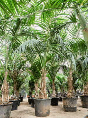 Kentia Howea Forsteriana D 62 H 390 cm - PlantenShop24 - 20-05-2025