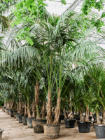 Kentia Howea Forsteriana D 63 H 420 cm - PlantenShop24 - 20-05-2025