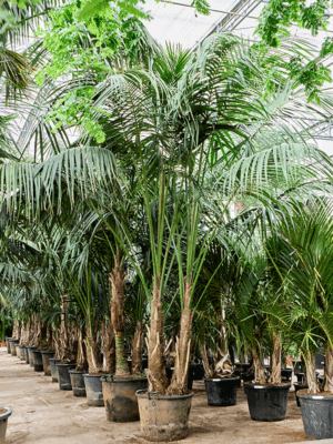 Kentia Howea Forsteriana D 63 H 420 cm - PlantenShop24 - 20-05-2025