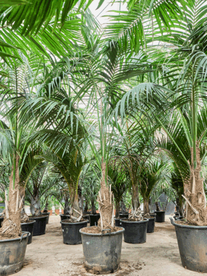 Kentia Howea Forsteriana D 65 H 340 cm - PlantenShop24 - 20-05-2025