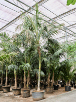 Kentia Howea Forsteriana D 85 H 625 cm - PlantenShop24 - 20-05-2025