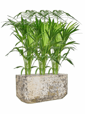 Kentia Howea Forsteriana In Baq Atlas D 19 H 121 cm - PlantenShop24 - 26-05-2025