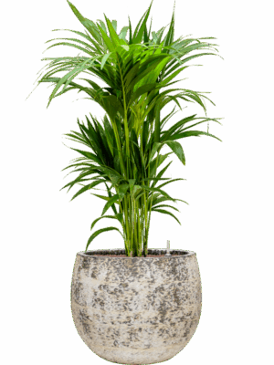 Kentia Howea Forsteriana In Baq Atlas D 22 H 111 cm - PlantenShop24 - 19-05-2025