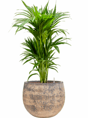 Kentia Howea Forsteriana In Baq Atlas D 22 H 111 cm - PlantenShop24 - 19-05-2025