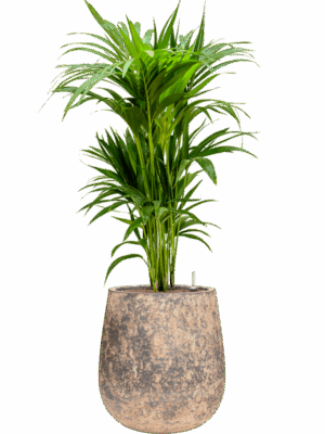 Kentia Howea Forsteriana In Baq Atlas D 22 H 116 cm - PlantenShop24 - 19-05-2025