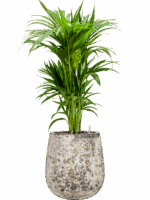 Kentia Howea Forsteriana In Baq Atlas D 22 H 116 cm - PlantenShop24 - 11-06-2025