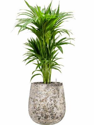 Kentia Howea Forsteriana In Baq Atlas D 22 H 116 cm - PlantenShop24 - 19-05-2025