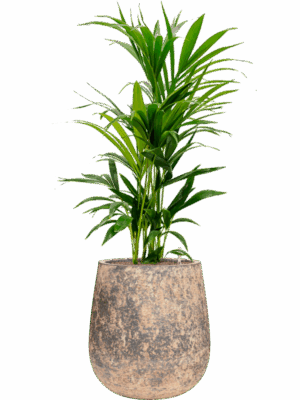Kentia Howea Forsteriana In Baq Atlas D 25 H 112 cm - PlantenShop24 - 19-05-2025